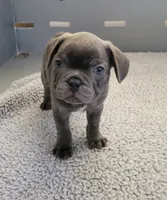 Bluey, a male French Bulldog for sale in Solomons, MD – 1 of 2