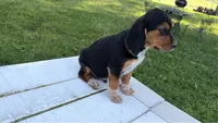 Boss, a male Beagle for sale in Salem, MO – 5 of 9
