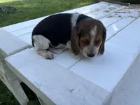 Boogie, a male Beagle for sale in Salem, MO – 6 of 8