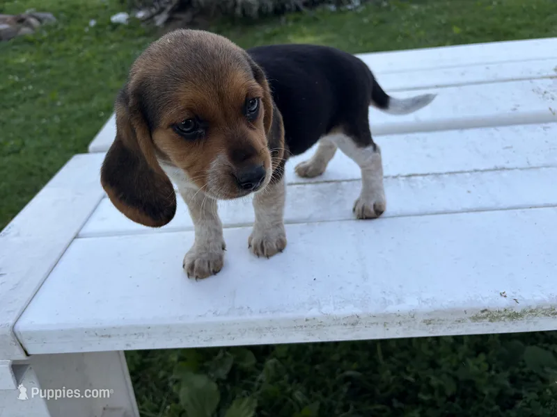Bunny – Beagle puppy for sale in Salem, MO