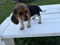 Bunny, a female Beagle for sale in Salem, MO – 1 of 10