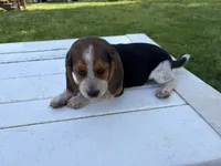 Boogie, a male Beagle for sale in Salem, MO – 2 of 8