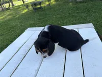 Tigger, a male Beagle for sale in Salem, MO – 8 of 9