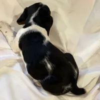 Sparky, a male Beagle for sale in Salem, MO – Photo 7 of 9