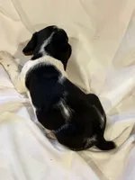 Sparky, a male Beagle for sale in Salem, MO – Photo 7 of 9