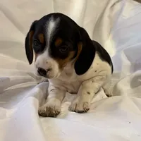 Sparky, a male Beagle for sale in Salem, MO – Photo 1 of 9