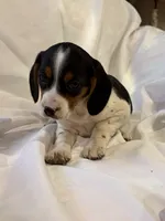 Sparky, a male Beagle for sale in Salem, MO – Photo 1 of 9