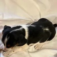 Sparky, a male Beagle for sale in Salem, MO – Photo 9 of 9