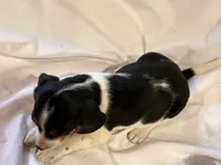 Sparky, a male Beagle for sale in Salem, MO – Photo 9 of 9