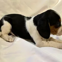 Sparky, a male Beagle for sale in Salem, MO – Photo 4 of 9