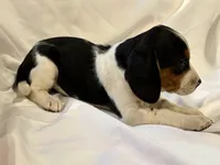 Sparky, a male Beagle for sale in Salem, MO – Photo 4 of 9