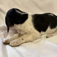 Sparky, a male Beagle for sale in Salem, MO – Photo 3 of 9