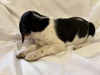 Sparky, a male Beagle for sale in Salem, MO – Photo 3 of 9