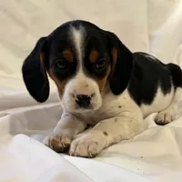 Sparky, a male Beagle for sale in Salem, MO – Photo 5 of 9