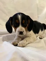 Sparky, a male Beagle for sale in Salem, MO – Photo 5 of 9