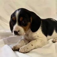 Sparky, a male Beagle for sale in Salem, MO – Photo 2 of 9