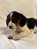 Sparky, a male Beagle for sale in Salem, MO – Photo 2 of 9