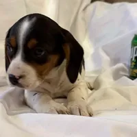 Sparky, a male Beagle for sale in Salem, MO – Photo 8 of 9