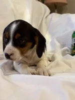 Sparky, a male Beagle for sale in Salem, MO – Photo 8 of 9