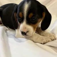 Sparky, a male Beagle for sale in Salem, MO – Photo 6 of 9