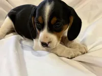 Sparky, a male Beagle for sale in Salem, MO – Photo 6 of 9