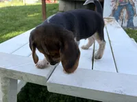 Benny, a male Beagle for sale in Salem, MO – 5 of 9