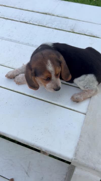 Boogie, a male Beagle for sale in Salem, MO – 8 of 8