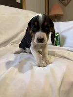 Droopy, a female Beagle for sale in Salem, MO – Photo 2 of 7