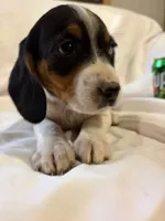 Droopy, a female Beagle for sale in Salem, MO – Photo 1 of 7