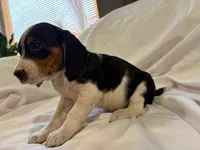 Droopy, a female Beagle for sale in Salem, MO – Photo 5 of 7