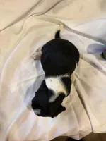 Droopy, a female Beagle for sale in Salem, MO – Photo 4 of 7