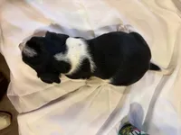 Droopy, a female Beagle for sale in Salem, MO – Photo 3 of 7