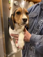 Ol Dan , a female Beagle for sale in Salem, MO – Photo 1 of 3