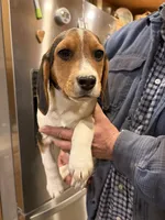 Ol Dan , a female Beagle for sale in Salem, MO – Photo 2 of 3