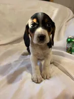 Droopy, a female Beagle for sale in Salem, MO – Photo 7 of 7