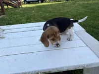 Bisquit, a male Beagle for sale in Salem, MO – 4 of 7