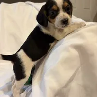 Loo loo, a female Beagle for sale in Salem, MO – Photo 9 of 9