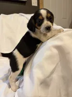 Loo loo, a female Beagle for sale in Salem, MO – Photo 9 of 9