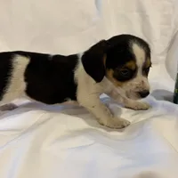 Loo loo, a female Beagle for sale in Salem, MO – Photo 2 of 9