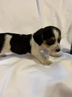 Loo loo, a female Beagle for sale in Salem, MO – Photo 2 of 9