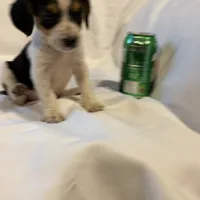 Loo loo, a female Beagle for sale in Salem, MO – Photo 6 of 9