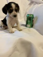 Loo loo, a female Beagle for sale in Salem, MO – Photo 6 of 9