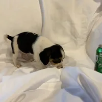 Loo loo, a female Beagle for sale in Salem, MO – Photo 4 of 9