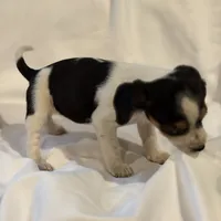 Loo loo, a female Beagle for sale in Salem, MO – Photo 1 of 9