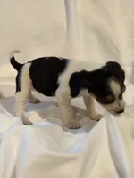 Loo loo, a female Beagle for sale in Salem, MO – Photo 1 of 9