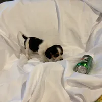 Loo loo, a female Beagle for sale in Salem, MO – Photo 3 of 9