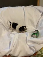 Loo loo, a female Beagle for sale in Salem, MO – Photo 3 of 9