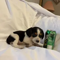 Loo loo, a female Beagle for sale in Salem, MO – Photo 7 of 9