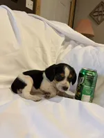 Loo loo, a female Beagle for sale in Salem, MO – Photo 7 of 9