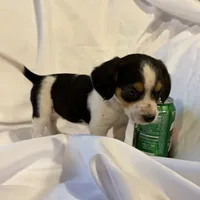 Loo loo, a female Beagle for sale in Salem, MO – Photo 8 of 9